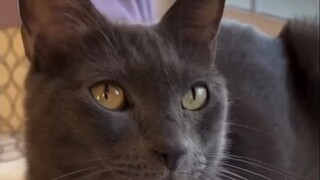 Cat: You're not human.