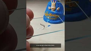 Pregnant Sea Monkey microscope