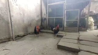 Bitaw2