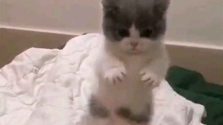 Kucing kecil bertengkar…… hehe～ Aku memukulnya dengan keras 🤤🤤🤤