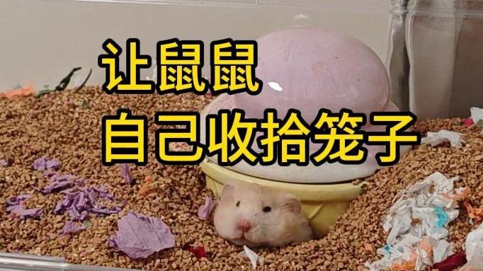 [Hamster] Chuột: Mình đang trải đồ lót à? Thú vị đấy.