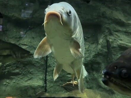 الجميع على الإنترنت يحاكي سمكة الكارب ذات الندبة، لكن في النهاية لا توجد سوى سمكة كارب واحدة ذات ندب