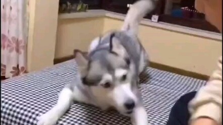 Coba tebak, apakah Abang Kedua marah?