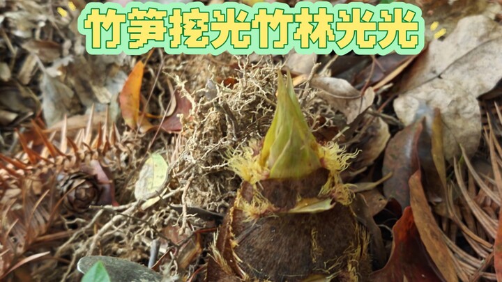 Why not dig up the spring bamboo shoots? Why stick a branch in instead to protect them?