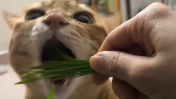 He must have been a cow in his previous life, otherwise why would he like eating grass so much?