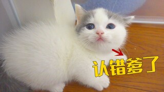 小奶猫讨厌亲生爸爸，转头认绝育公猫做爹，离谱！