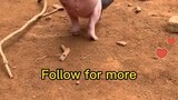 two legs pig