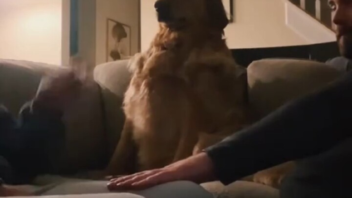 Cao tay đập với các chú chó