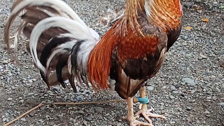 muffxdome 4times winner🐓