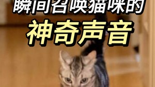 My cat went crazy after hearing this