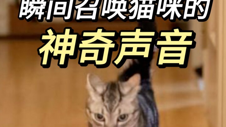 听完我家猫全疯了