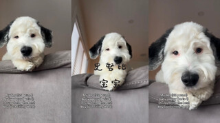 史努比宝宝