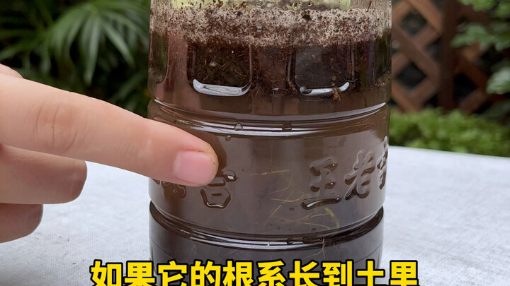 How to Transition Plants from Hydroponics to Soil Cultivation