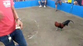 2hits fiesta