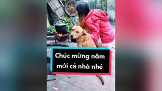 Chúc mừng năm mới cả nhà. cunyeucuadua chó chócon chókhôn chócute xuhuong chucmungnammoi nammoi2022