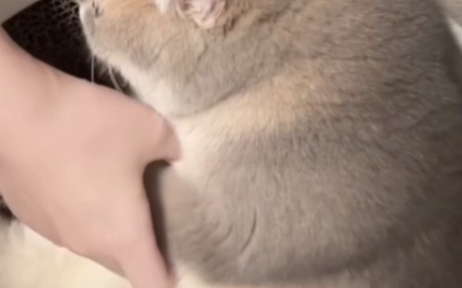 Semangka yang dipaksa dipetik... tetap manis!