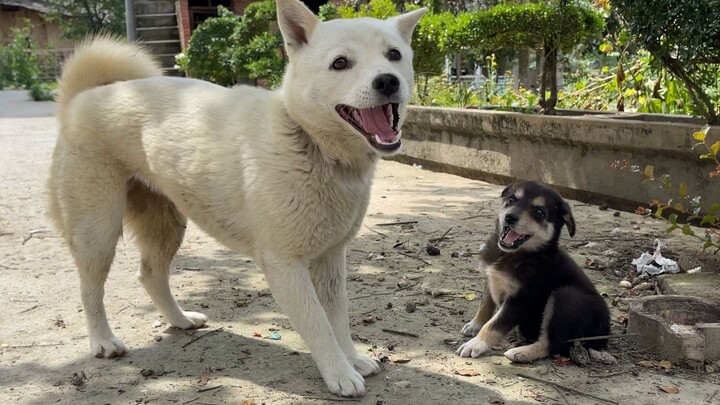 The dog's childhood was full of joy.
