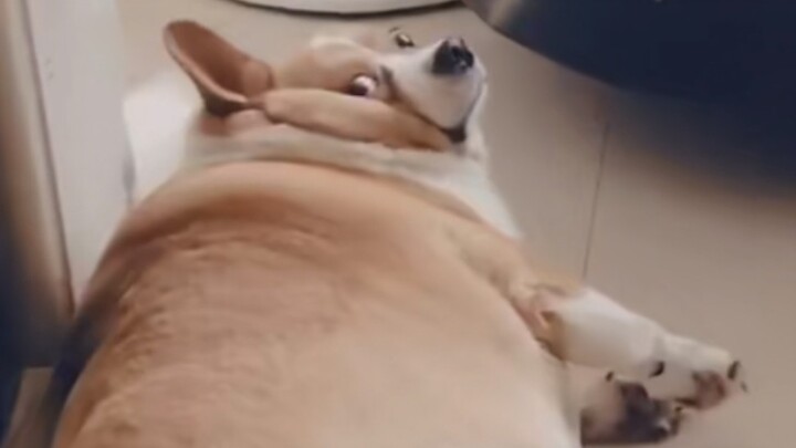 Pet | The Dog Brought Up by Grandma