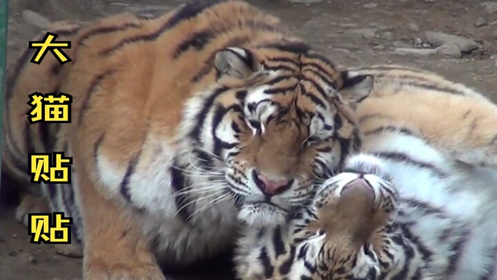 Harimau jantan menggoda harimau betina, lalu dipukul karena kesal! “Kucing besar saling mendekat”