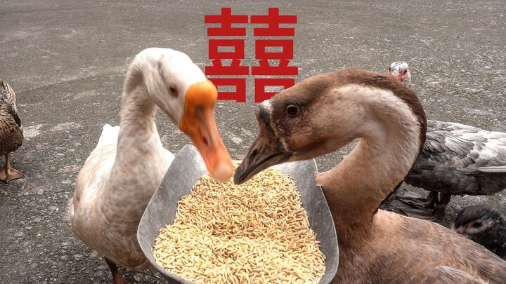 Cuộc sống hôn nhân của cô nàng ngỗng và chàng rể ở rể