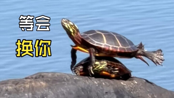 Animal videos that put you in a good mood!