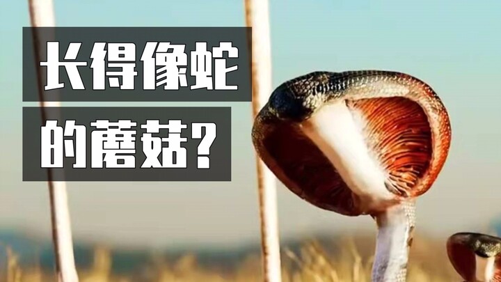 Thật sự có nấm trông giống rắn sao?