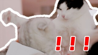 แมวสองพี่น้องไม่ลงรอยกัน ส่วนใหญ่เป็นเพราะเจ้าของขาดคุณธรรม!