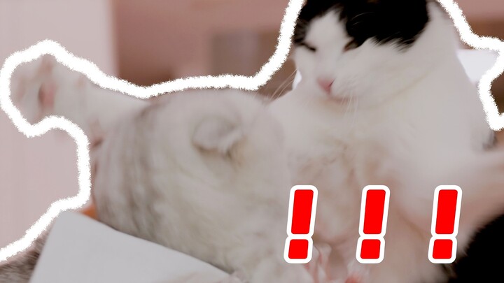 Anh em mèo không hòa thuận, phần lớn là do chủ nhân thiếu đạo đức!