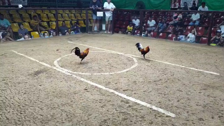 SAN RUQUE 3RD FIGHT                                                      W