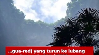 penemuan hutan  purba yang menggemparkan dunia