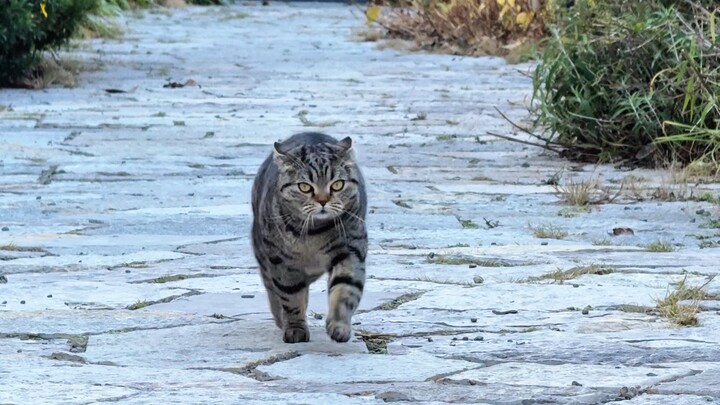 آه، يا له من ذيلٍ مرفوعٍ عاليًا وأنت تُعيد أمّك إلى البيت!