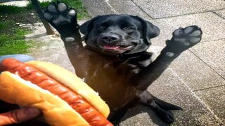 Funny Dogs & Cats That Will Make Your Day Better 😉😹