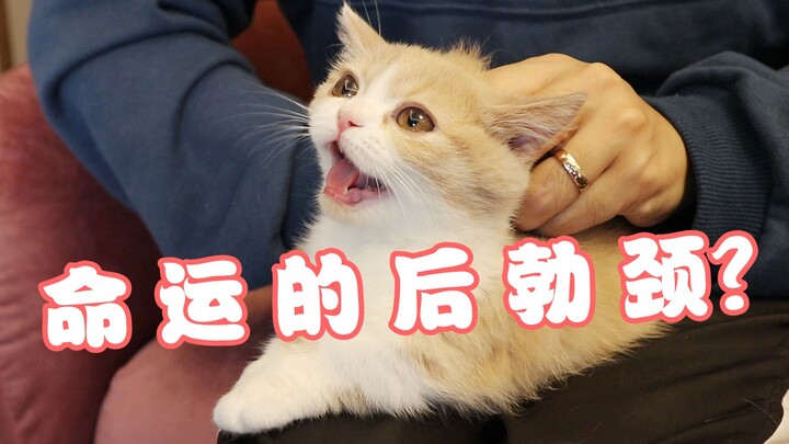 Apakah benar-benar cukup dengan menggenggam leher belakang kucing agar ia menjadi penurut?