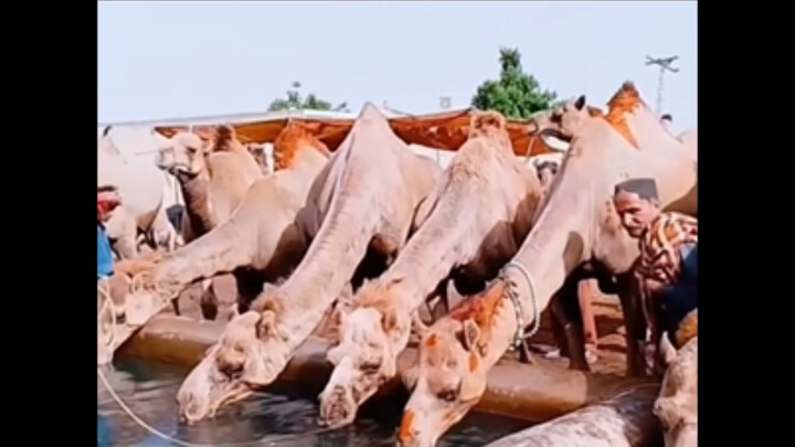 Why do we feed camels large amounts of salt?