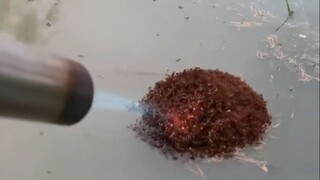 نمل النار: يا له من شيطان حي! لقد وقعوا في مأزق، ومع ذلك ما زالوا يحاولون قتلهم جميعًا؟