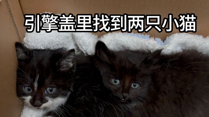 Hai chú mèo nhỏ trú đông trong cốp xe