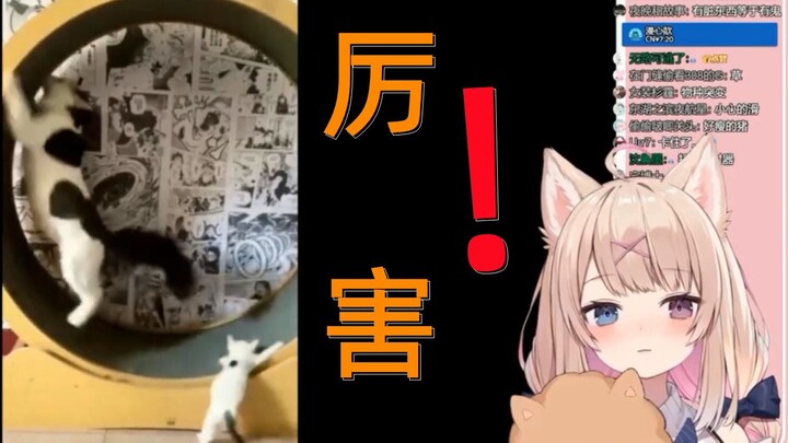 【犬卷日鞠】不仅狗狗傻，猫猫也有点傻，对吗？——by卷卷