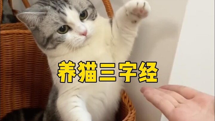 Tam Tự Kinh Nuôi Mèo