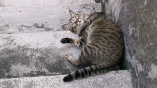 Master Meow: Saya akan merangkak menuruni tangga hari ini, itulah mengapa Tom and Jerry adalah film 
