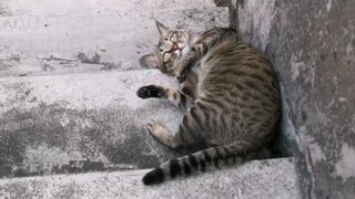 Master Meow: Today I have to crawl down the stairs. This is why Tom and Jerry is a documentary.