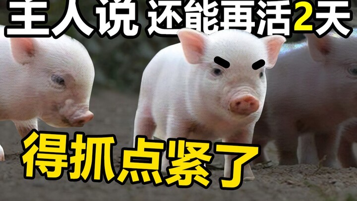 最 骚 养 猪 王！（第六期）