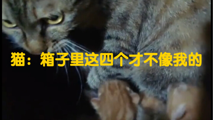 以为是自己的孩子，说啥也要叨自己窝里