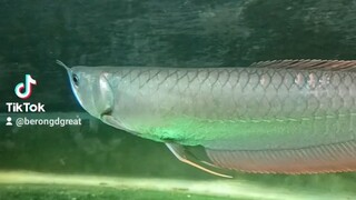 Silver Arowana