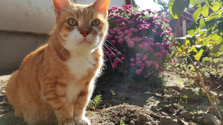 วิดีโอแมวผ่อนคลาย 180