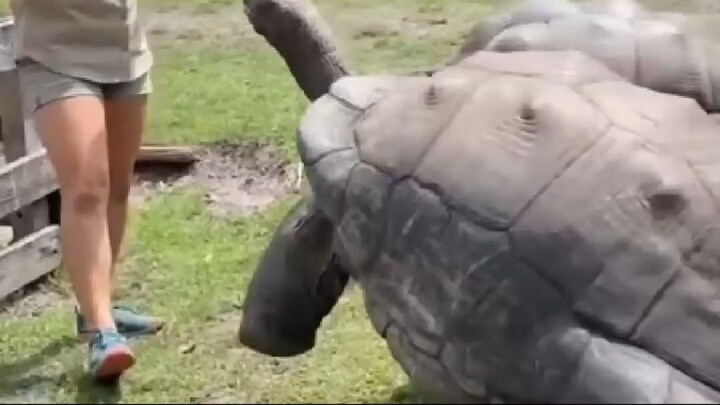 1 minuto animal - A Tartaruga Mais Velha do Mundo #animais #curiosidades
