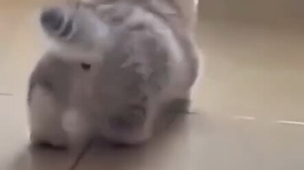 Chú mèo nhỏ dễ thương thế này, sao không bấm like cho nó nhỉ?