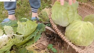 Thu hoạch bắp cải sau vườn nhà _ harvest cabbage and turnips _ 4