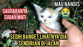 Anak Kucing Sedang Menangis Di Pinggir Jalan Raya Di Adopsi Seneng Banget ..!