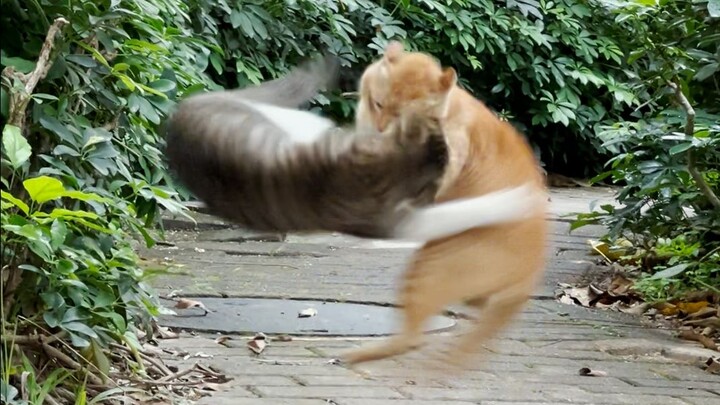 In moments of life and death, isn't this more thrilling than Bo Ran?