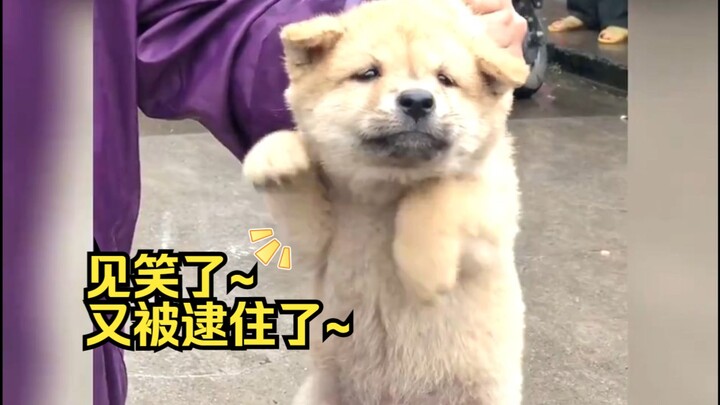 “This is probably why, when I was a kid, I dreamed of getting a local mongrel!”